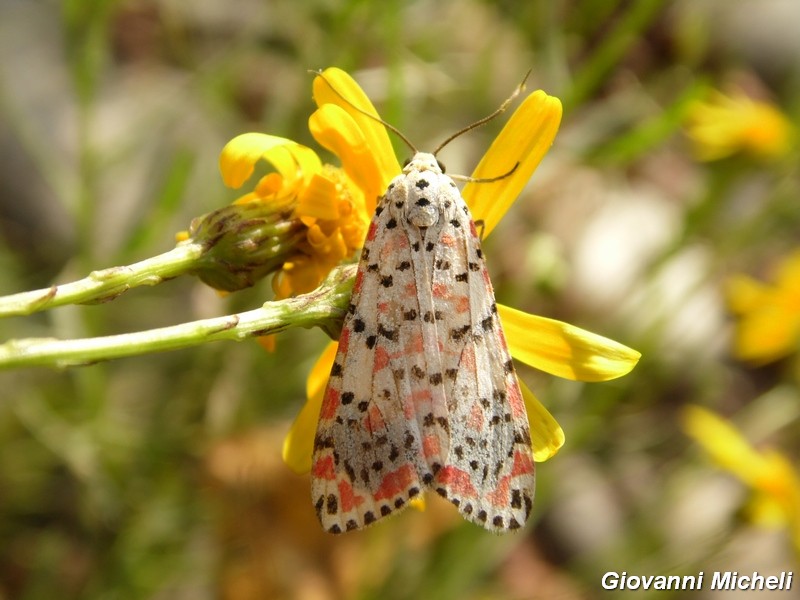 La vita in un fiore (Senecio inaequidens)